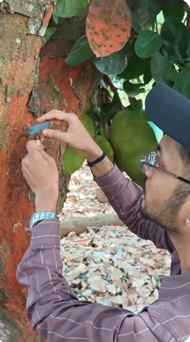RFID tag being fixed on a tree